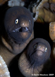 Portrait Image of a pair of White Eyed Moray Eels (Brothe... by David Henshaw 
